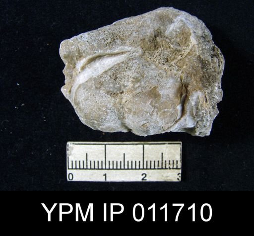 Marginifera opima