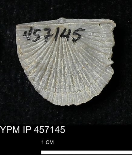 Stropheodonta sp.