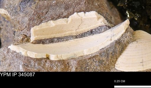 undet. Bivalvia