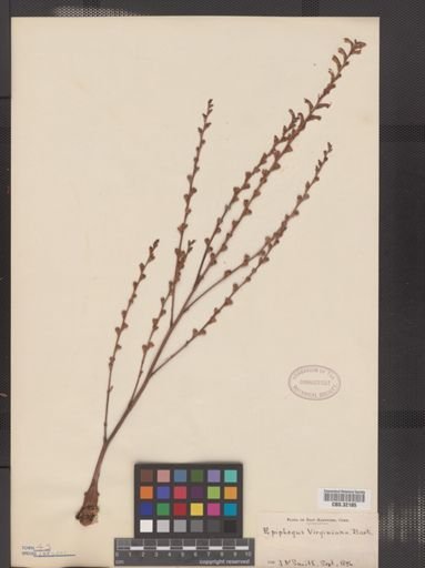 Epifagus virginiana