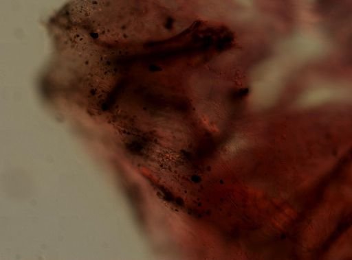 Ircinia sp.