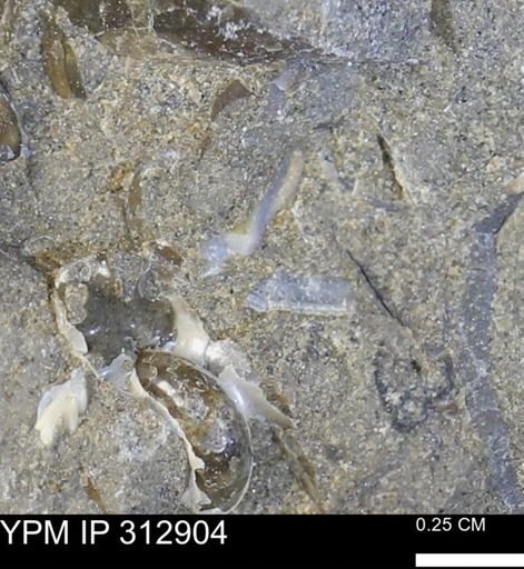 undet. Mollusca