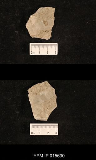 Chelopterum peregrinum