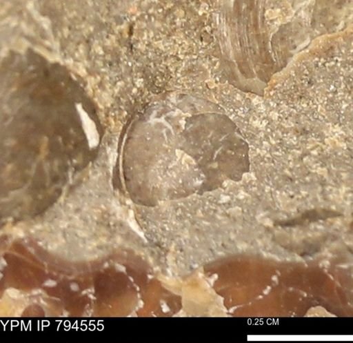 Protocardia subquadrata