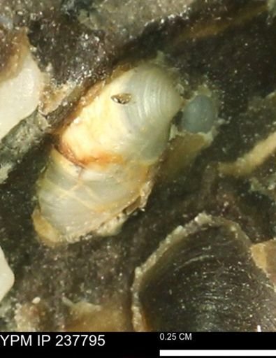 Limopsis striatopunctatus