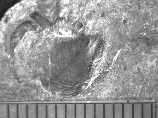 Turrilepas wrightianus