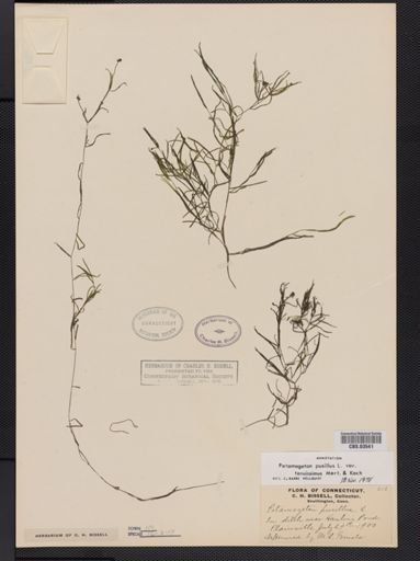 Potamogeton pusillus var. tenuifolius