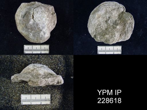Derbya wabaunseensis