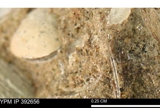 Protocardia subquadrata