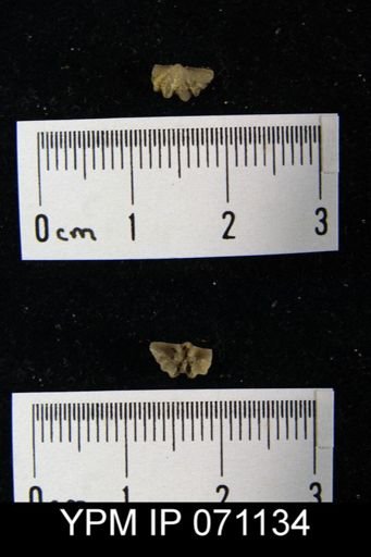 Delthyris saffordi