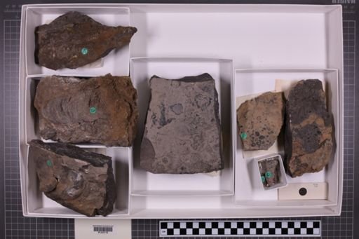 mixed taxa, stratigraphic collection