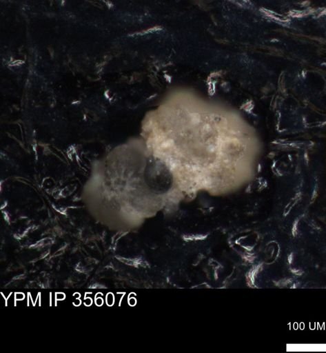 undet. Foraminiferida