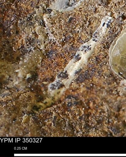 undet. Mollusca