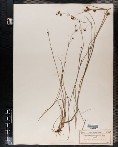 Rhynchospora
