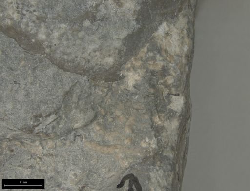 Aplocoma damesii