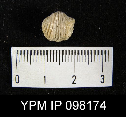 Anastrophia internascens