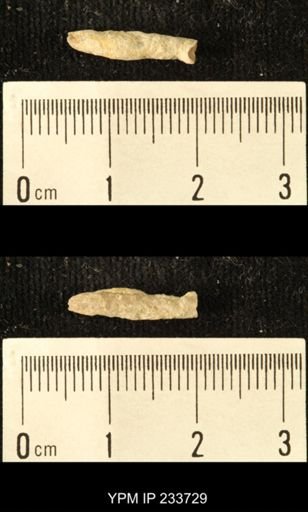 Archaeocidaris sp.