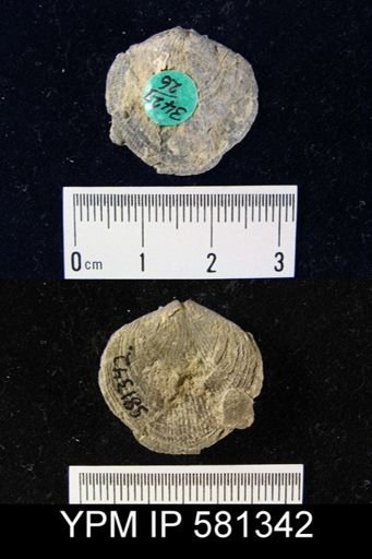 Atrypa sp.