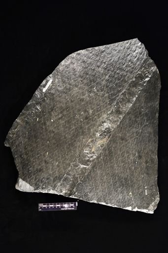 Lepidodendron sp.