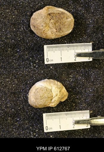Vanikoropsis sp.