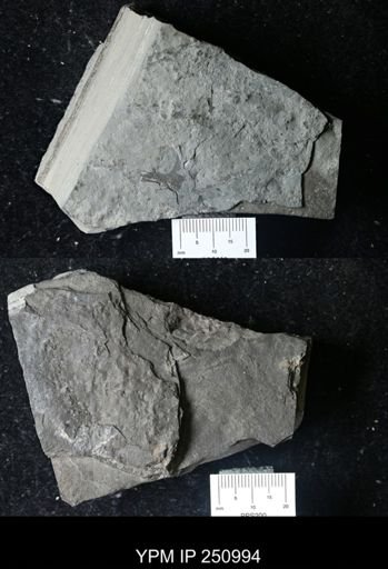 lithologic sample