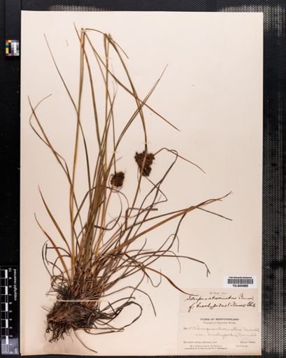 Scirpus atrocinctus