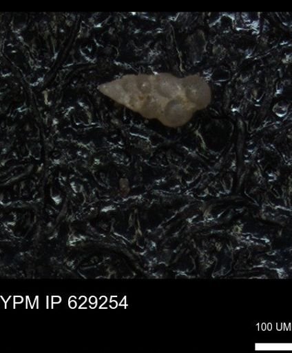 undet. Heterohelicidae