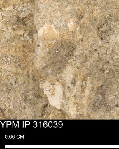 undet. Mollusca