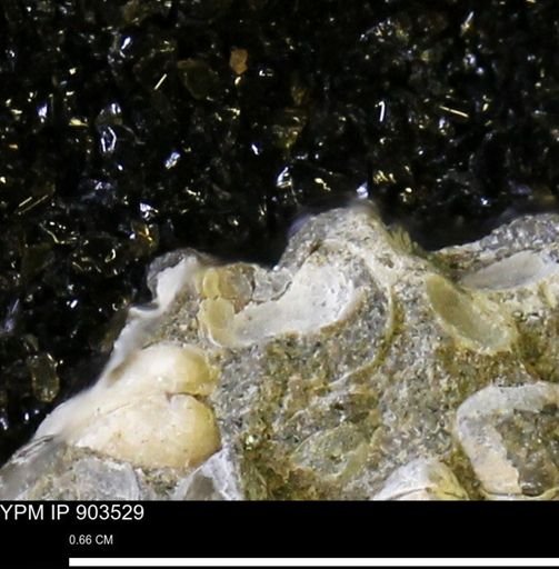 undet. Bivalvia