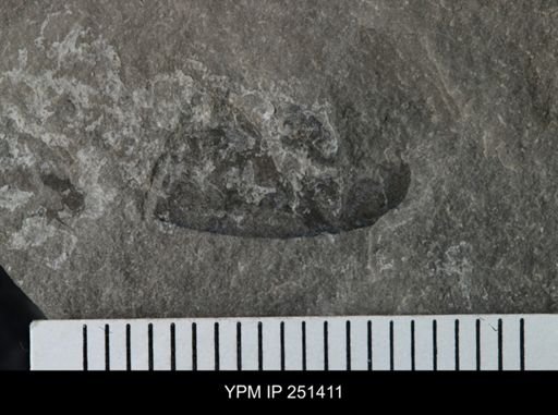 undet. Eurypterida