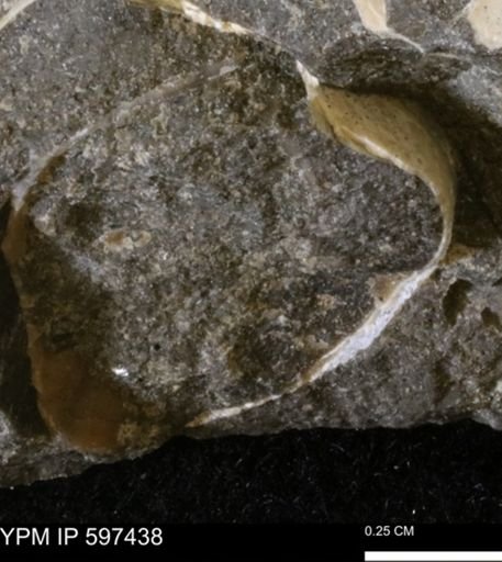 undet. Bivalvia
