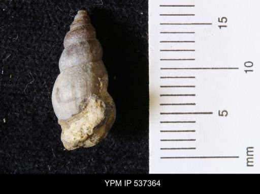 Goniobasis ortmanni