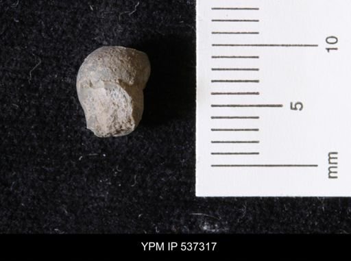 Goniobasis ortmanni