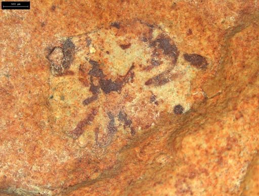 undet. Insecta