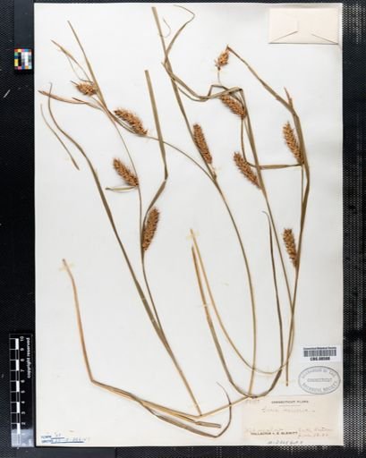 Carex vesicaria