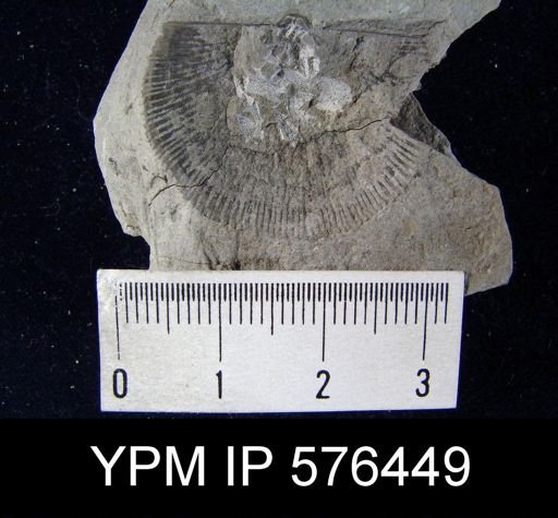 Schuchertella subplana