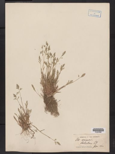 Poa annua