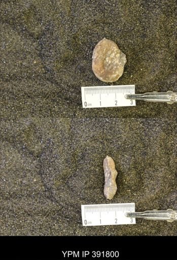 Scaphites whitfieldi