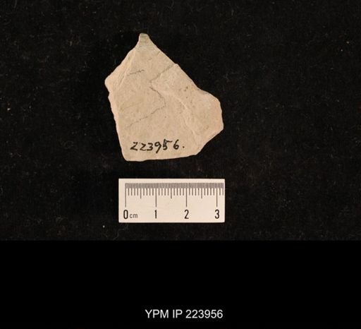 Probnis speciosa