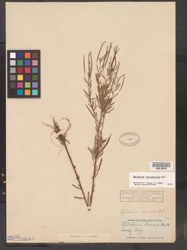 Epilobium leptophyllum