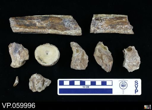 Xiphactinus sp.