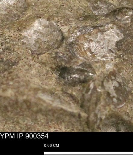 Anomia gryphorhyncha
