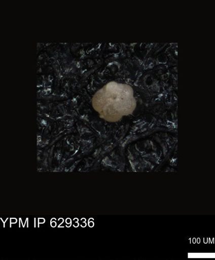 undet. Foraminiferida