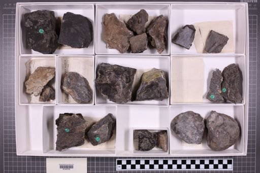 mixed taxa, stratigraphic collection