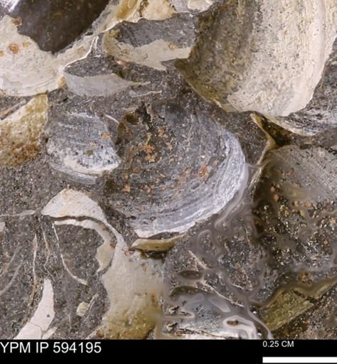 Limopsis? striatopunctatus