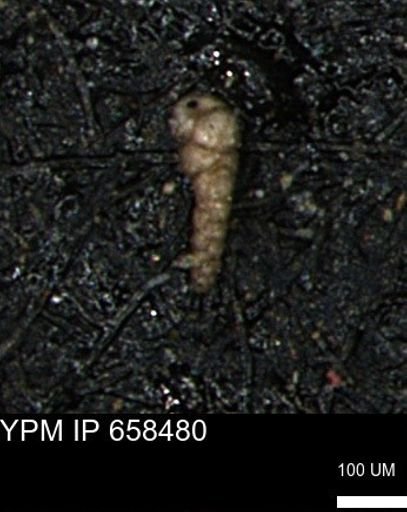 Verneuilinoides kansasensis