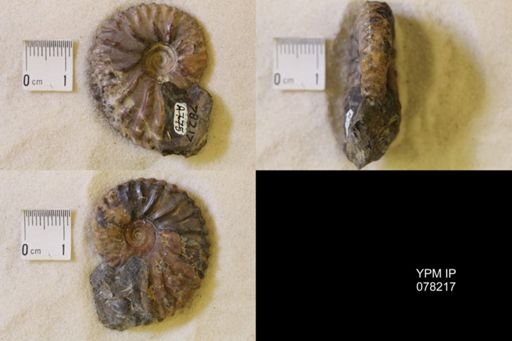Jeletzkytes nebrascensis