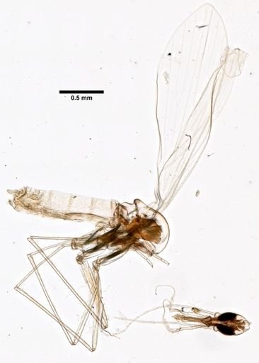 Phlebotomus neglectus