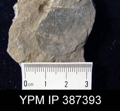 Chonostrophia helderbergiae