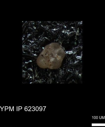 undet. Foraminiferida